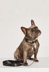 Branded black Asmar Equestrian dog collar.