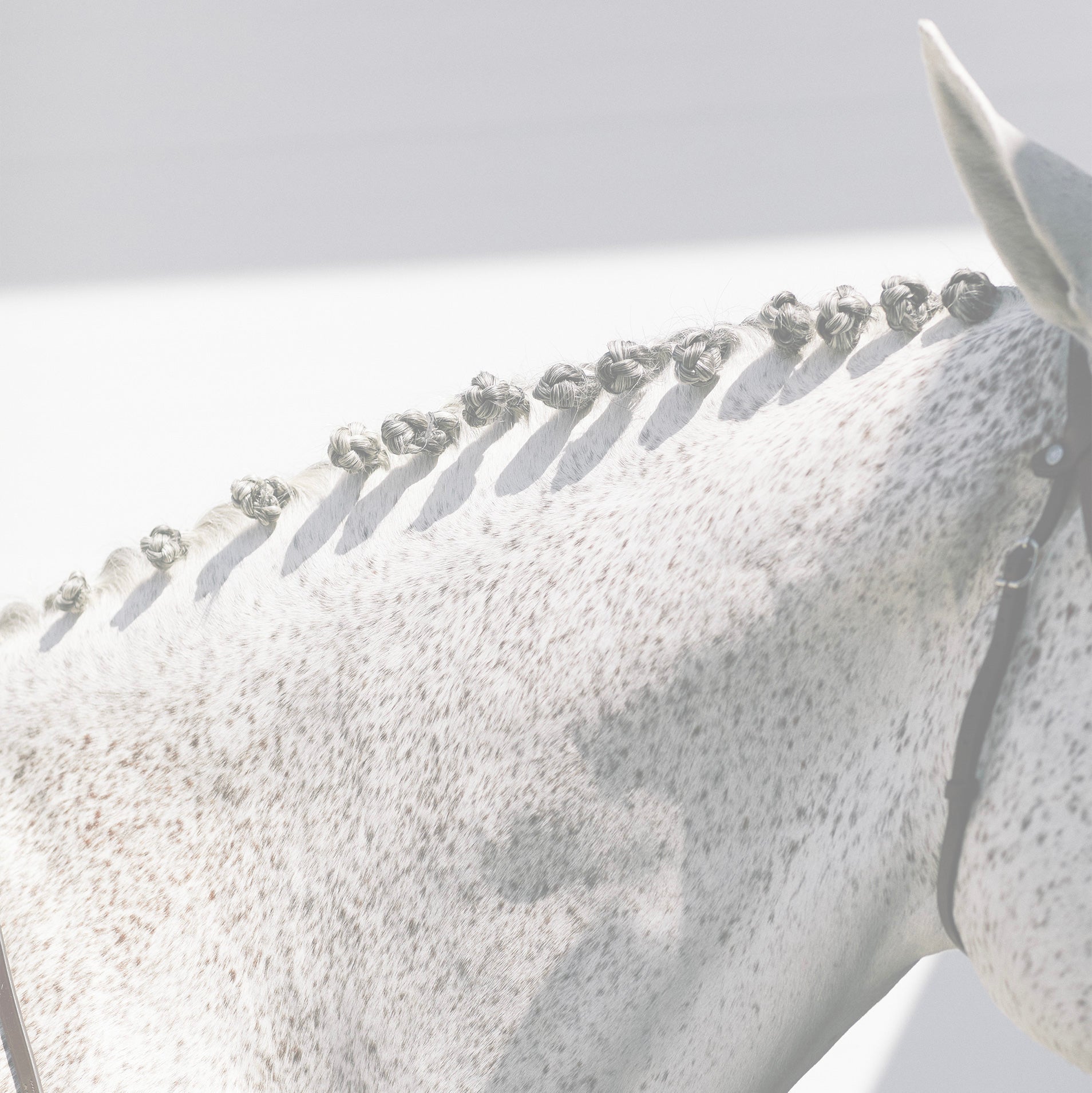 One bill. One message. Tens of thousands of horses.