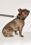 dog collar and leash